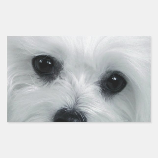 Hermes the Maltese Rectangular Sticker (Front)