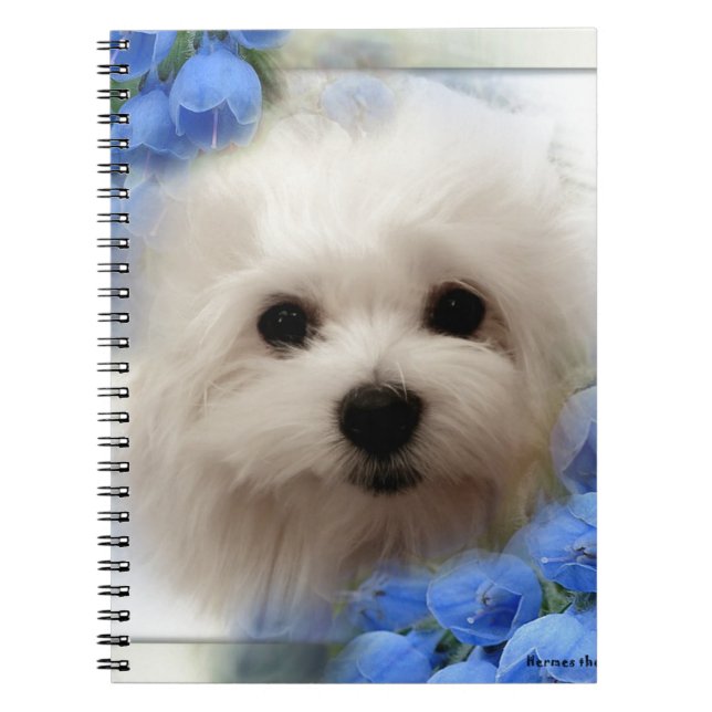 Hermes the Maltese Spiral Notebook (Front)
