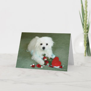 Hermes the Maltese Valentine Card