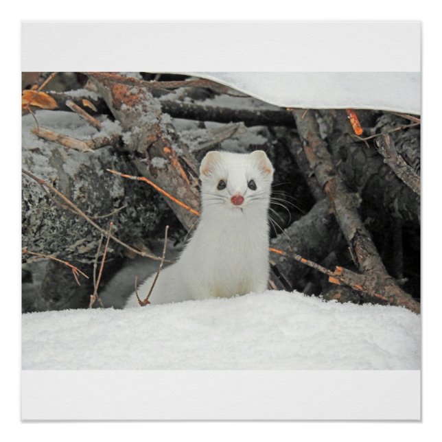 Hermine Blanche Poster (Front)