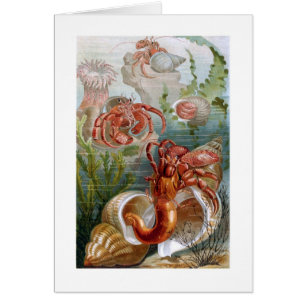 Hermit Crab