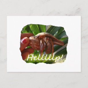 Hermit Crab and Help text , funny animal design Postcard