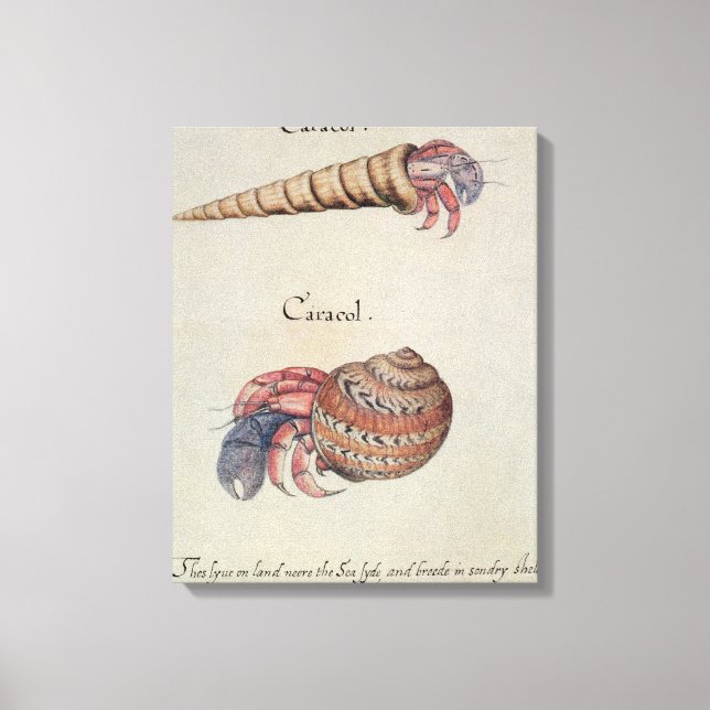 Hermit Crab Canvas Print (Front)