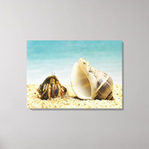 Hermit crab looking at larger shell canvas print