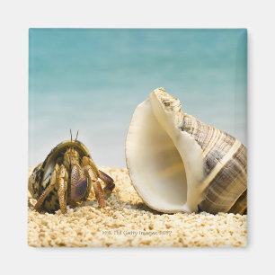 Hermit crab looking at larger shell magnet