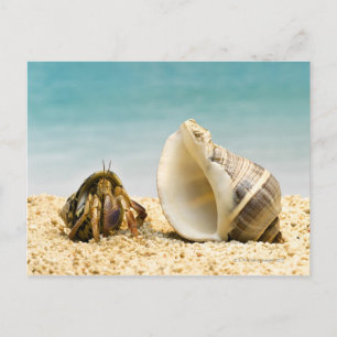 Hermit crab looking at larger shell postcard
