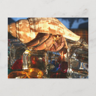 Hermit Crab on Ice Cubes Postcard