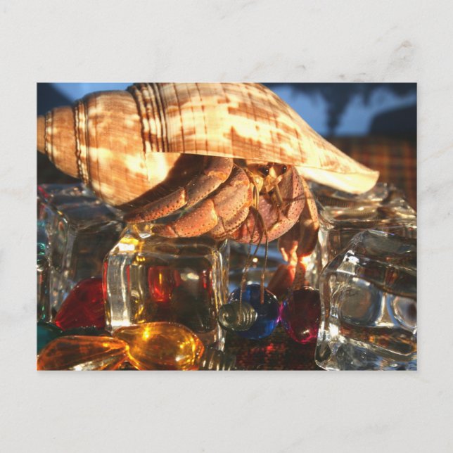 Hermit Crab on Ice Cubes Postcard (Front)