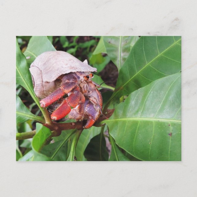 Hermit Crab Postcard (Front)