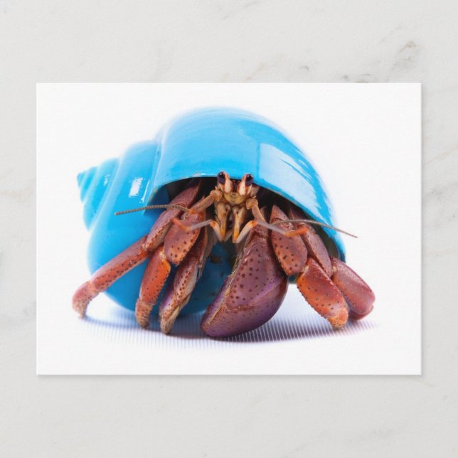 Hermit Crab Postcard (Front)