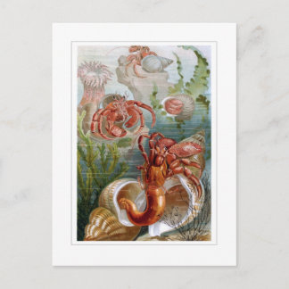 Hermit Crab Postcard