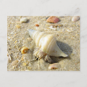 Hermit Crab Postcard