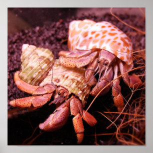 Hermit Crab Print