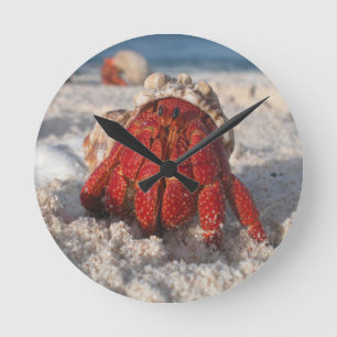 Hermit Crab Round Clock