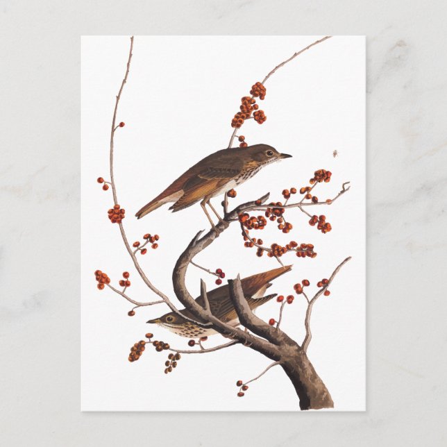 Hermit Thrush Audubon Bird with Red Berries Postcard (Front)