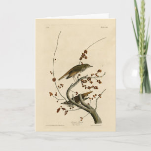 Hermit Thrush from Audubon's Birds of America Card