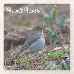 Hermit Thrush Glass Coaster