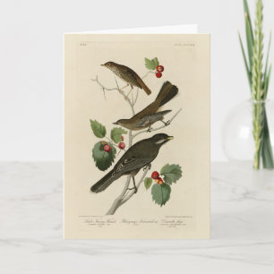 Hermit Thrush, Grey Jay Audubon's Birds of America Card