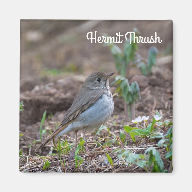 Hermit Thrush Magnet (Front)