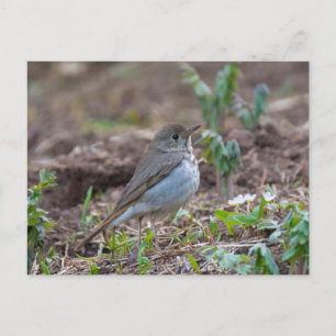 Hermit Thrush Postcard