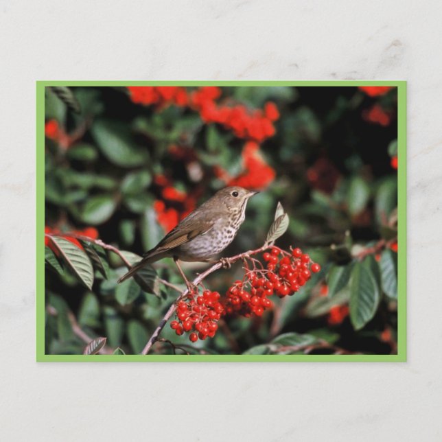 Hermit Thrush Postcard (Front)