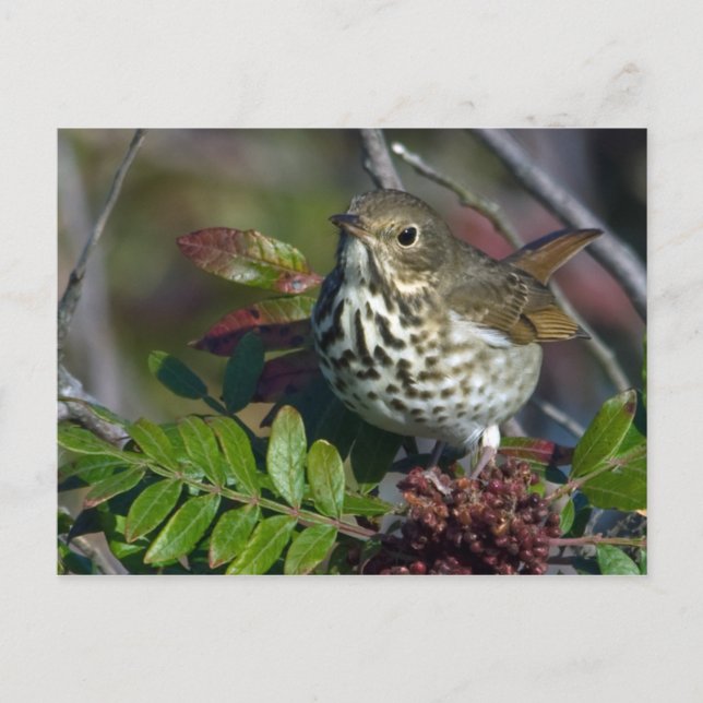 Hermit Thrush Postcard (Front)