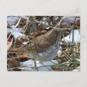 Hermit Thrush Postcard