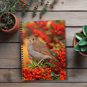 Hermit Thrush Songbird on Scarlet Firethorn Notebook