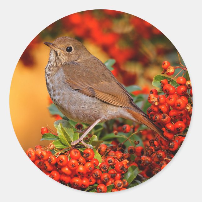 Hermit Thrush Songbird on the Scarlet Firethorn Classic Round Sticker (Front)