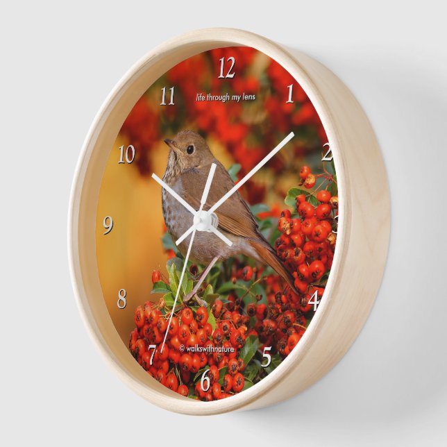 Hermit Thrush Songbird on the Scarlet Firethorn Clock (Angle)