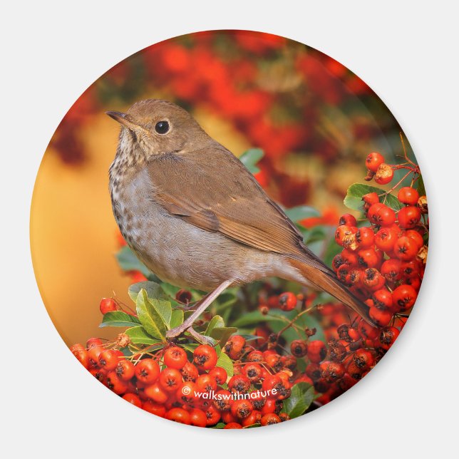 Hermit Thrush Songbird on the Scarlet Firethorn Magnet (Front)