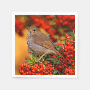 Hermit Thrush Songbird on the Scarlet Firethorn Napkin