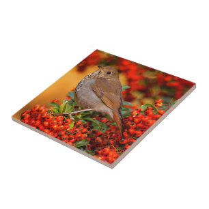 Hermit Thrush Songbird on the Scarlet Firethorn Tile