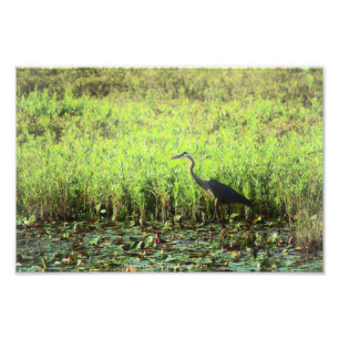 Heron 6449 photo print
