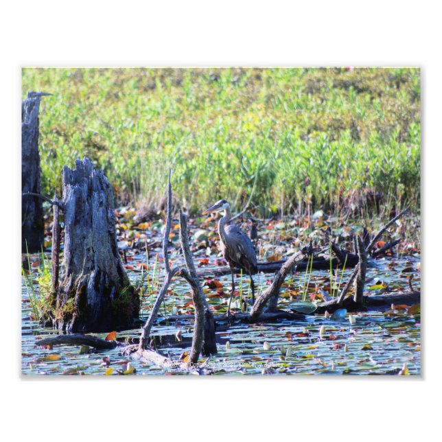 Heron 6467 photo print (Front)