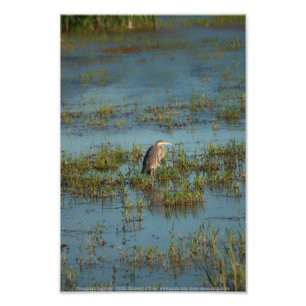 Heron 6937 photo print