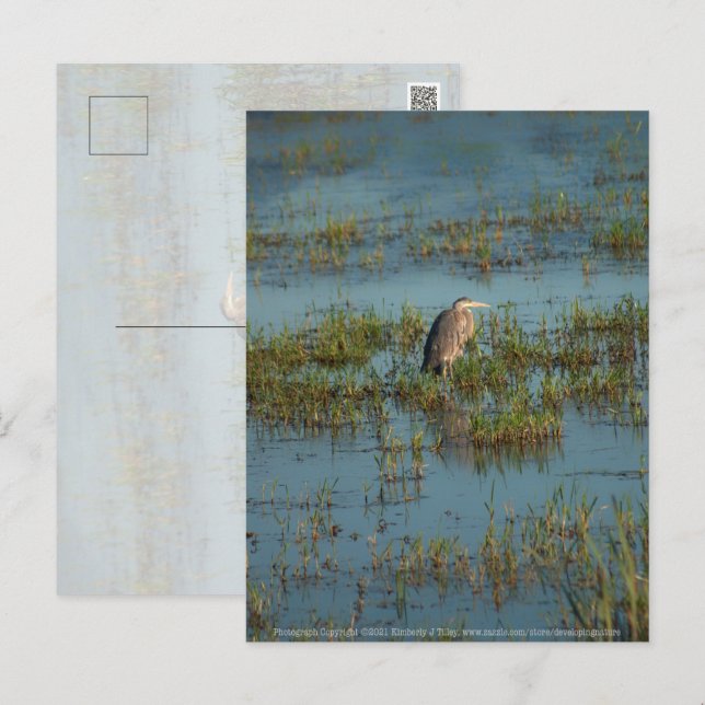 Heron 6937 postcard (Front/Back)