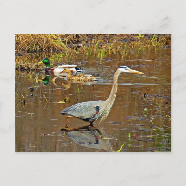 Heron and Mallards Postcard (Front)