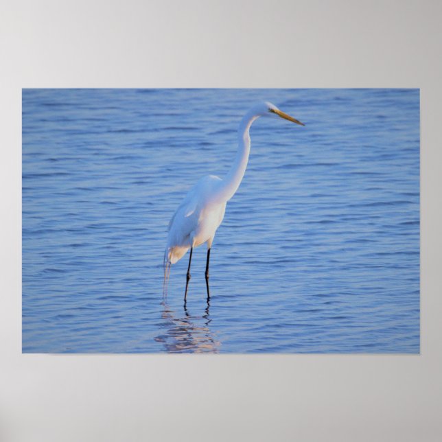 Heron Bird Photo Poster (Front)