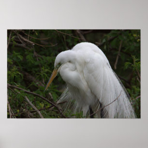 Heron Bird Poster