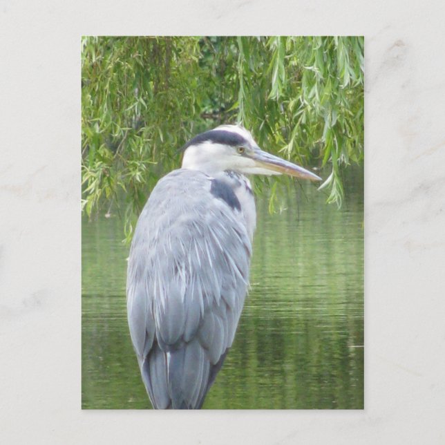 Heron close up Postcard (Front)