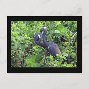 Heron Couple Postcard