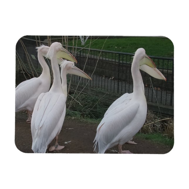 Heron Family  3"x4" Magnet (Horizontal)