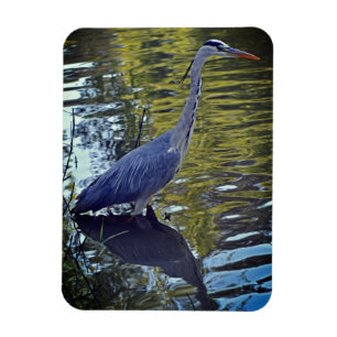 Heron Feeding in the Pond at RHS Wisley, UK Magnet