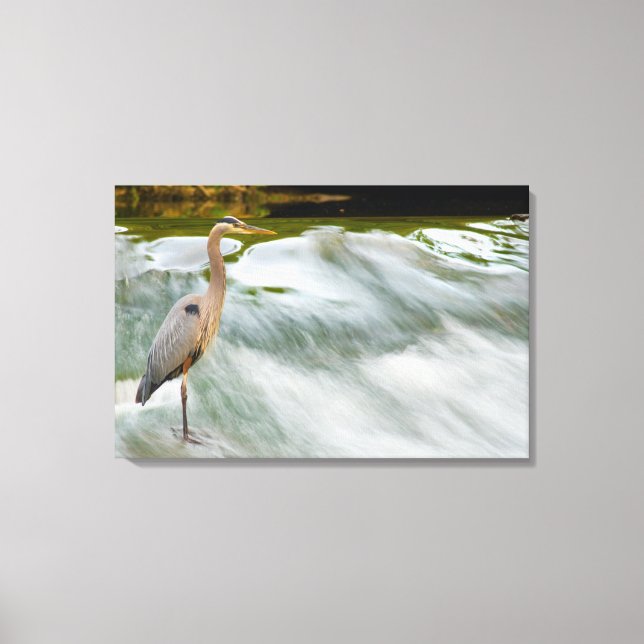Heron fishing at Olmstead Falls, Ohio Canvas Print (Front)