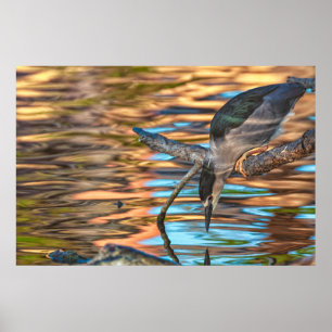 Heron Fishing by the Lake Poster