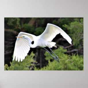 Heron Flying Poster