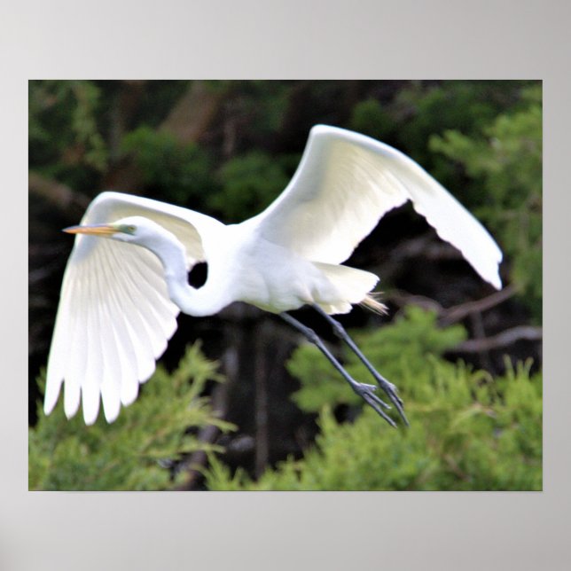 Heron Flying Poster (Front)