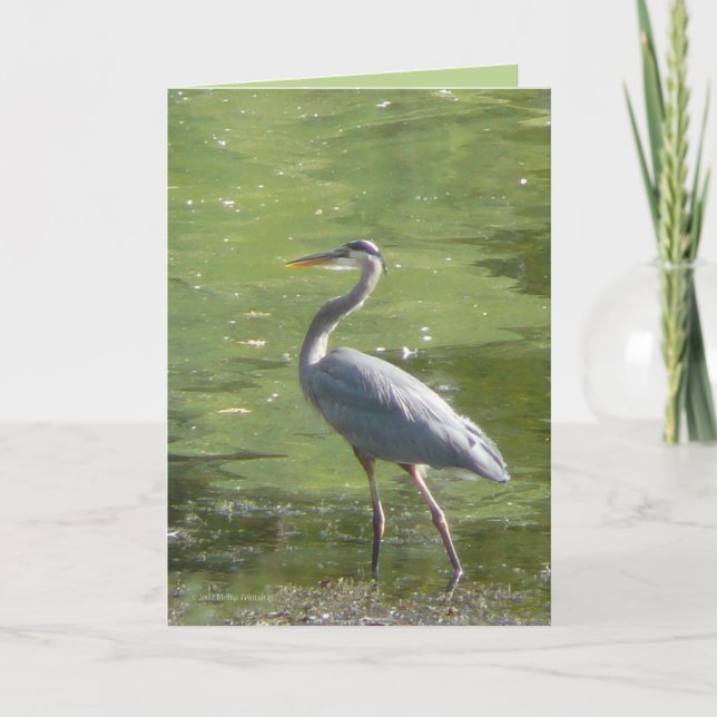Heron Green Card (Front)