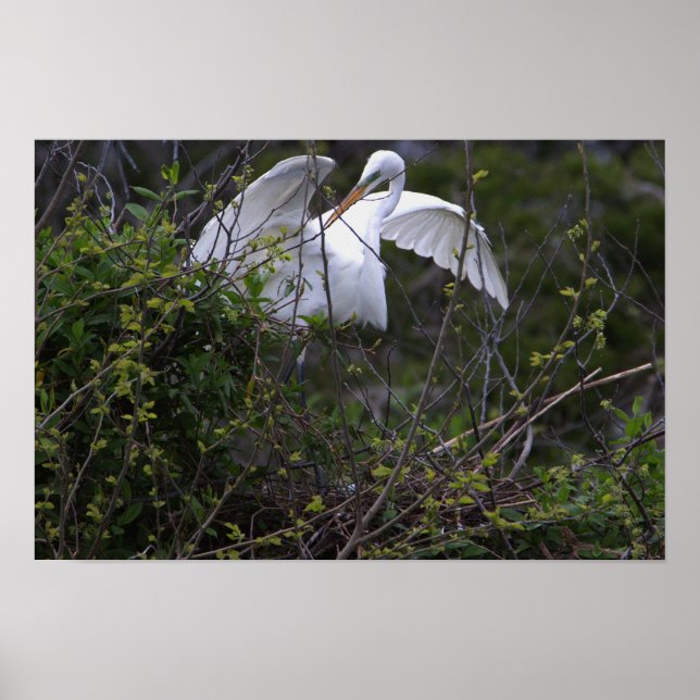 Heron in Nest Poster (Front)
